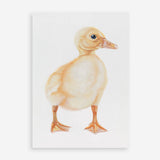 Shop Baby Duckling Art Print a painted adorable baby nursery animal themed wall art print from The Print Emporium wall artwork collection - Buy Australian made fine art painting style poster and framed prints for the home and your interior decor room, TPE-254-AP