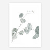 Shop Eucalyptus II Photo Art Print a photography wall art print from The Print Emporium wall artwork collection - Buy Australian made fine art poster and framed prints for the home and your interior decor room, TPE-624-AP