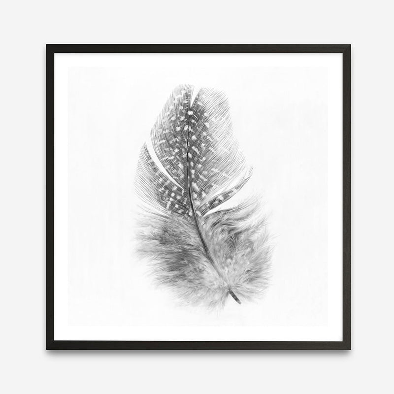 Shop Feather (Square) Art Print a painted bird themed wall art print from The Print Emporium wall artwork collection - Buy Australian made fine art painting style poster and framed prints for the home and your interior decor room, TPE-185-AP