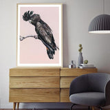 Shop George The Black Cockatoo (Pink) Art Print a painted bird themed wall art print from The Print Emporium wall artwork collection - Buy Australian made fine art painting style poster and framed prints for the home and your interior decor room, TPE-224-AP