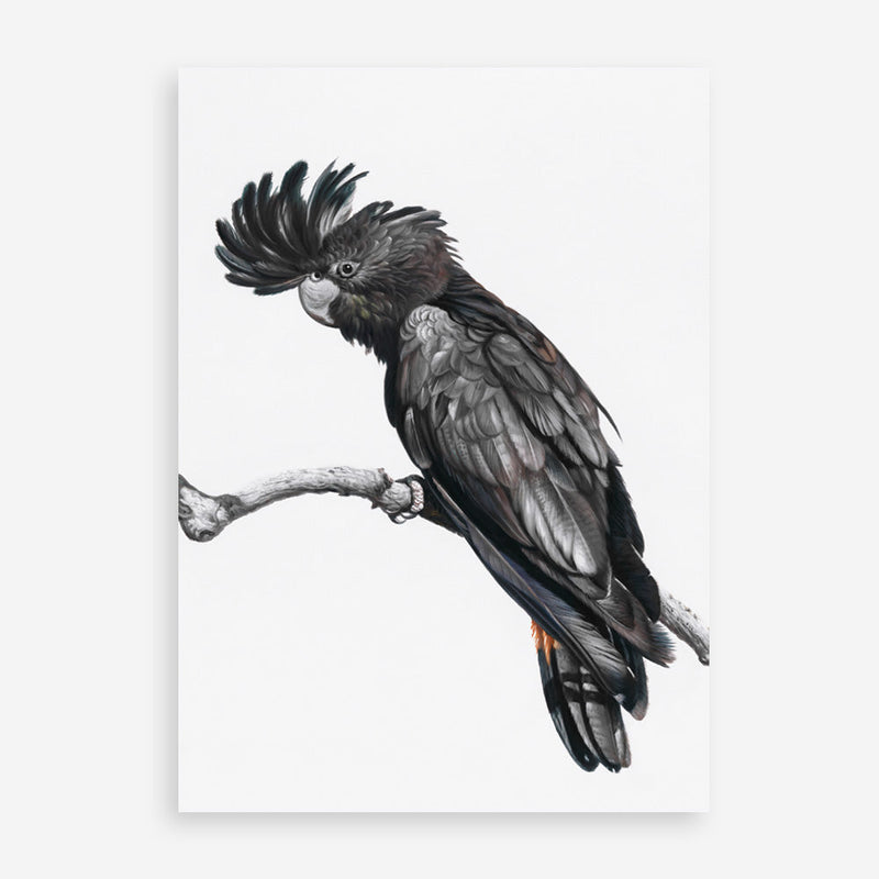 Shop George The Black Cockatoo (White) Art Print a painted bird themed wall art print from The Print Emporium wall artwork collection - Buy Australian made fine art painting style poster and framed prints for the home and your interior decor room, TPE-225-AP