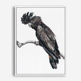 Shop George The Black Cockatoo (White) Canvas Print a painted bird themed framed canvas wall art print from The Print Emporium artwork collection - Buy Australian made fine art painting style stretched canvas prints for the home and your interior decor space, TPE-225-CA-35X46-NF
