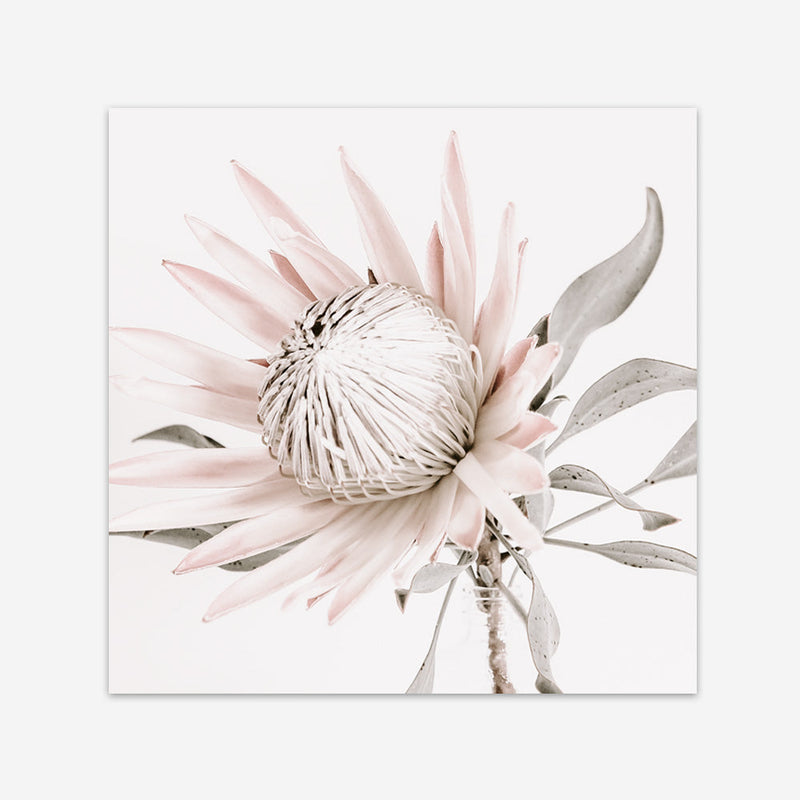 Shop King Protea II (Square) Photo Art Print a floral themed photography wall art print from The Print Emporium wall artwork collection - Buy Australian made fine art poster and framed prints for the home and your interior decor room, TPE-611-AP