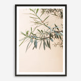Shop Olive Branch Photo Art Print a photography wall art print from The Print Emporium wall artwork collection - Buy Australian made fine art poster and framed prints for the home and your interior decor room, TPE-1310-AP