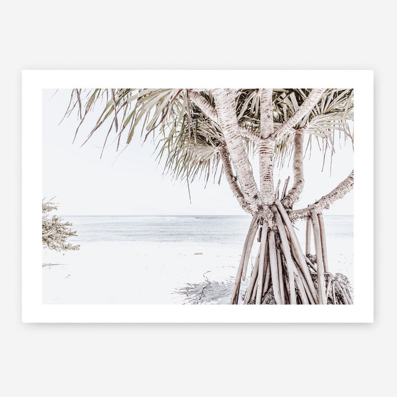 Shop Pandanus Palm Tree Photo Art Print a coastal themed photography wall art print from The Print Emporium wall artwork collection - Buy Australian made fine art poster and framed prints for the home and your interior decor, TPE-1069-AP