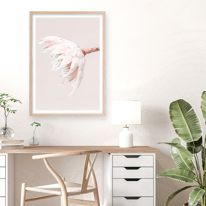 Shop Pastel Protea II Photo Art Print a floral themed photography wall art print from The Print Emporium wall artwork collection - Buy Australian made fine art poster and framed prints for the home and your interior decor room, TPE-599-AP