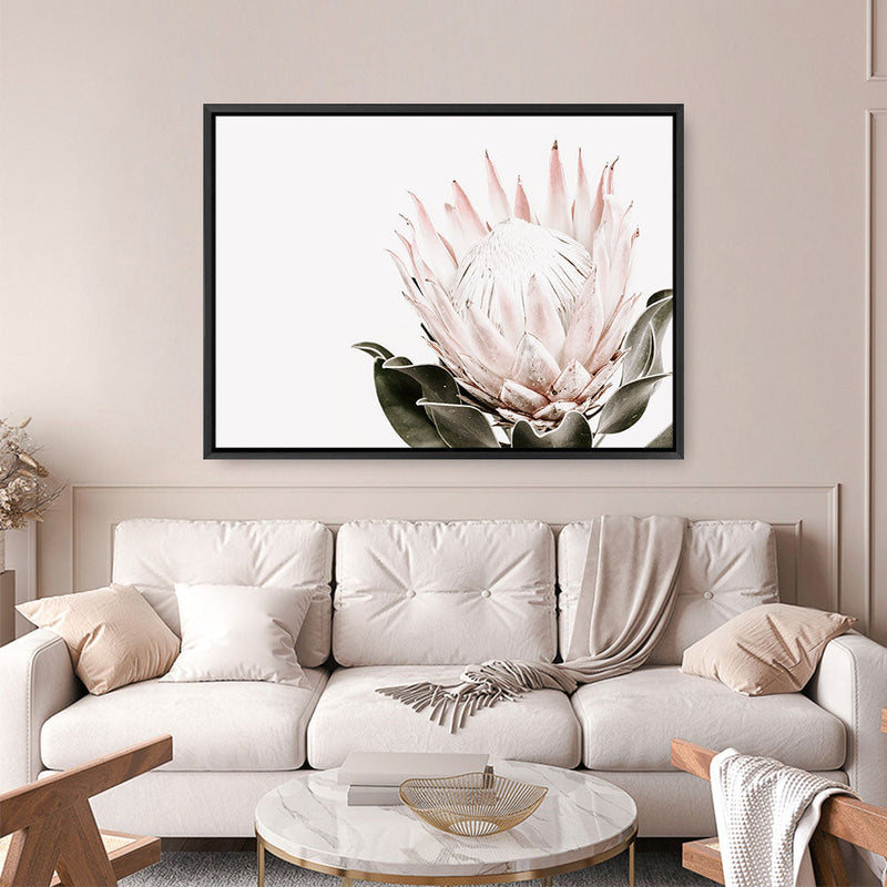 Shop Pink King Protea II Photo Canvas Print a floral themed photography framed stretched canvas print from The Print Emporium wall artwork collection - Buy Australian made prints for the home and your interior decor space, TPE-961-CA-35X46-NF