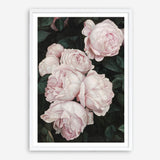 Shop Pink Roses Art Print a floral themed painted wall art print from The Print Emporium wall artwork collection - Buy Australian made fine art painting style poster and framed prints for the home and your interior decor room, TPE-002-AP