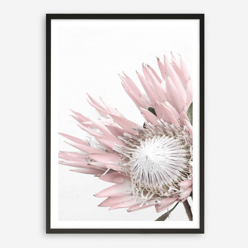 Shop Protea No. 1 Photo Art Print a floral themed photography wall art print from The Print Emporium wall artwork collection - Buy Australian made fine art poster and framed prints for the home and your interior decor room, TPE-300-AP