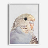 Shop Sammy The Budgerigar Canvas Print a painted bird themed framed canvas wall art print from The Print Emporium artwork collection - Buy Australian made fine art painting style stretched canvas prints for the home and your interior decor space, TPE-462-CA-35X46-NF