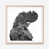 Shop Theo The Black Cockatoo (B&W) (Square) Art Print a painted bird themed wall art print from The Print Emporium wall artwork collection - Buy Australian made fine art painting style poster and framed prints for the home and your interior decor room, TPE-356-AP