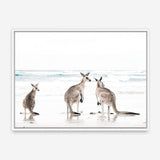 Shop Three Kangaroos Photo Canvas Print a coastal themed photography framed stretched canvas print from The Print Emporium wall artwork collection - Buy Australian made prints for the home and your interior decor space, TPE-907-CA-35X46-NF
