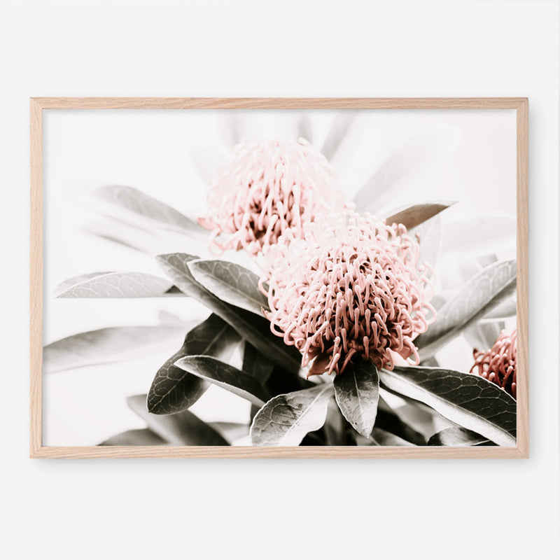 Shop Waratah Flowers Photo Art Print a floral themed photography wall art print from The Print Emporium wall artwork collection - Buy Australian made fine art poster and framed prints for the home and your interior decor room, TPE-538-AP