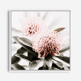 Shop Waratah Flowers (Square) Photo Canvas Print a floral themed photography framed stretched canvas print from The Print Emporium wall artwork collection - Buy Australian made prints for the home and your interior decor space, TPE-970-CA-40X40-NF
