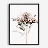 Shop Waratah II Photo Canvas Print a floral themed photography framed stretched canvas print from The Print Emporium wall artwork collection - Buy Australian made prints for the home and your interior decor space, TPE-541-CA-35X46-NF
