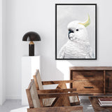 Shop White Cockatoo Canvas Print a painted bird themed framed canvas wall art print from The Print Emporium artwork collection - Buy Australian made fine art painting style stretched canvas prints for the home and your interior decor space, TPE-011-CA-35X46-NF