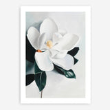 Shop White Magnolia II Art Print a floral themed painted wall art print from The Print Emporium wall artwork collection - Buy Australian made fine art painting style poster and framed prints for the home and your interior decor room, TPE-669-AP