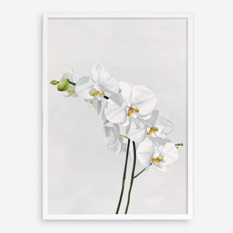 Shop White Orchid Stems Art Print a floral themed painted wall art print from The Print Emporium wall artwork collection - Buy Australian made fine art painting style poster and framed prints for the home and your interior decor room, TPE-281-AP
