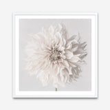 Cream White Dahlia Flower (Square) Art Print