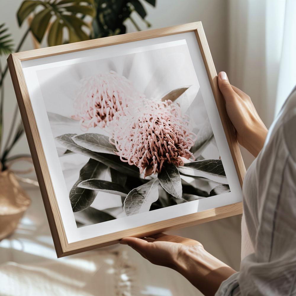 Australian Native Flower Wall Art & Canvas Prints - The Print Emporium