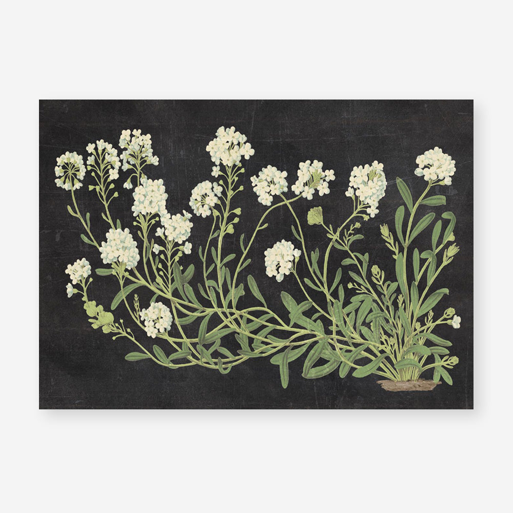 Vintage Flowers on Black Art Print
