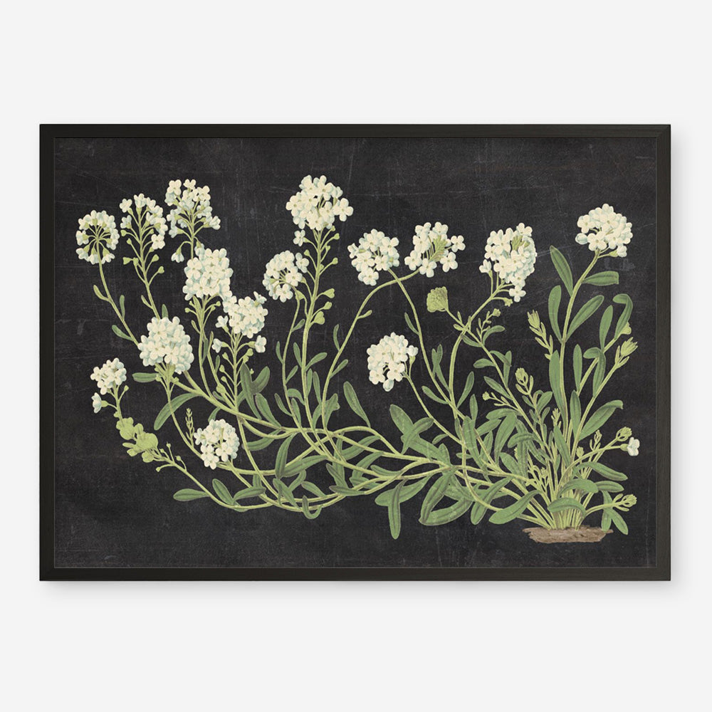 Vintage Flowers on Black Art Print