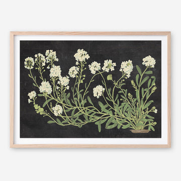 Vintage Flowers on Black Art Print
