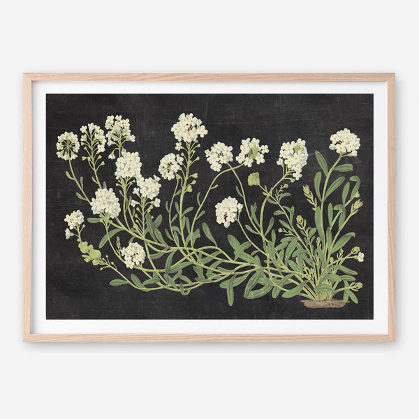 Vintage Flowers on Black Art Print