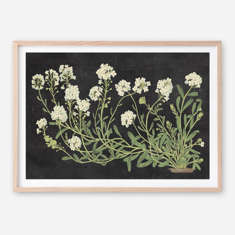 Vintage Flowers on Black Art Print