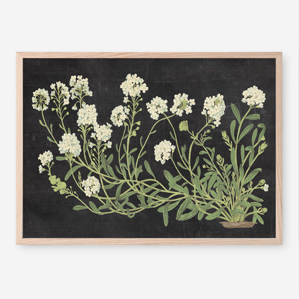Vintage Flowers on Black Art Print