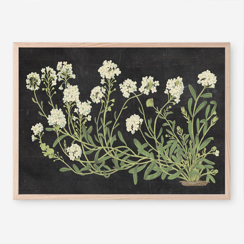Vintage Flowers on Black Art Print