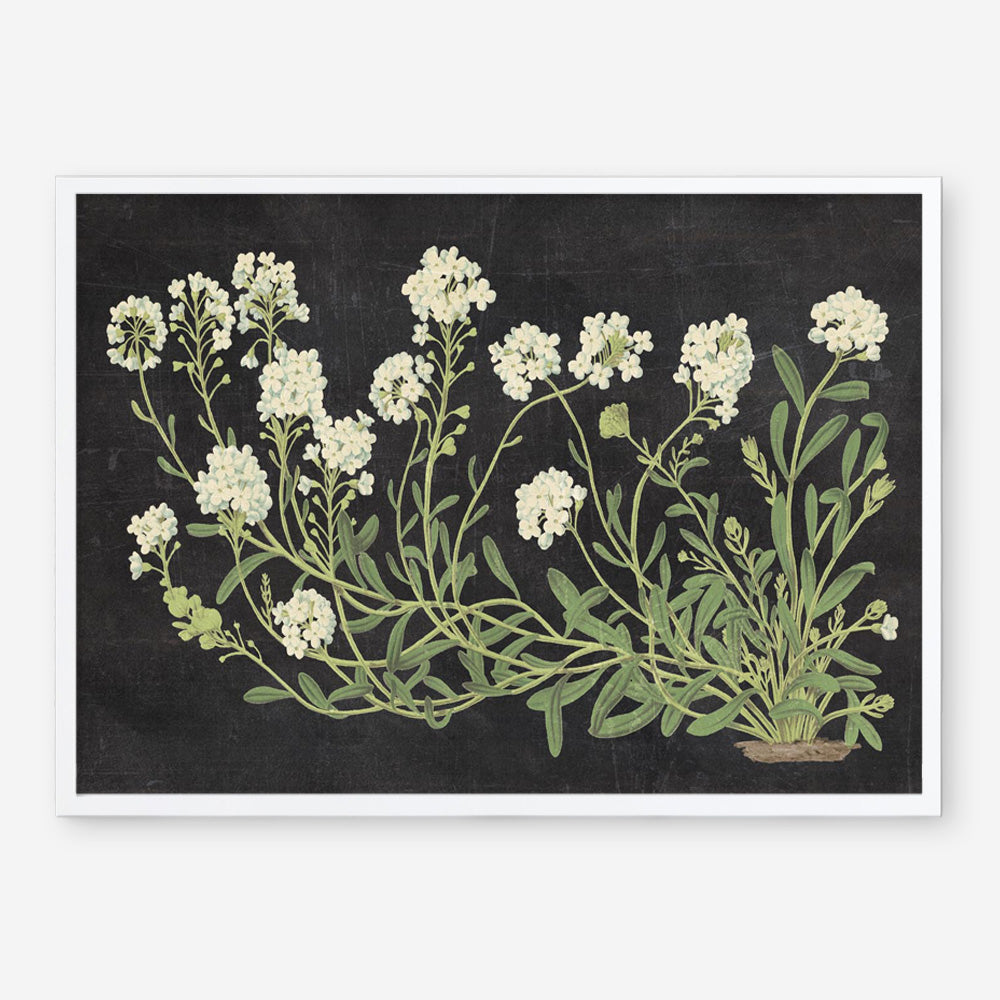 Vintage Flowers on Black Art Print