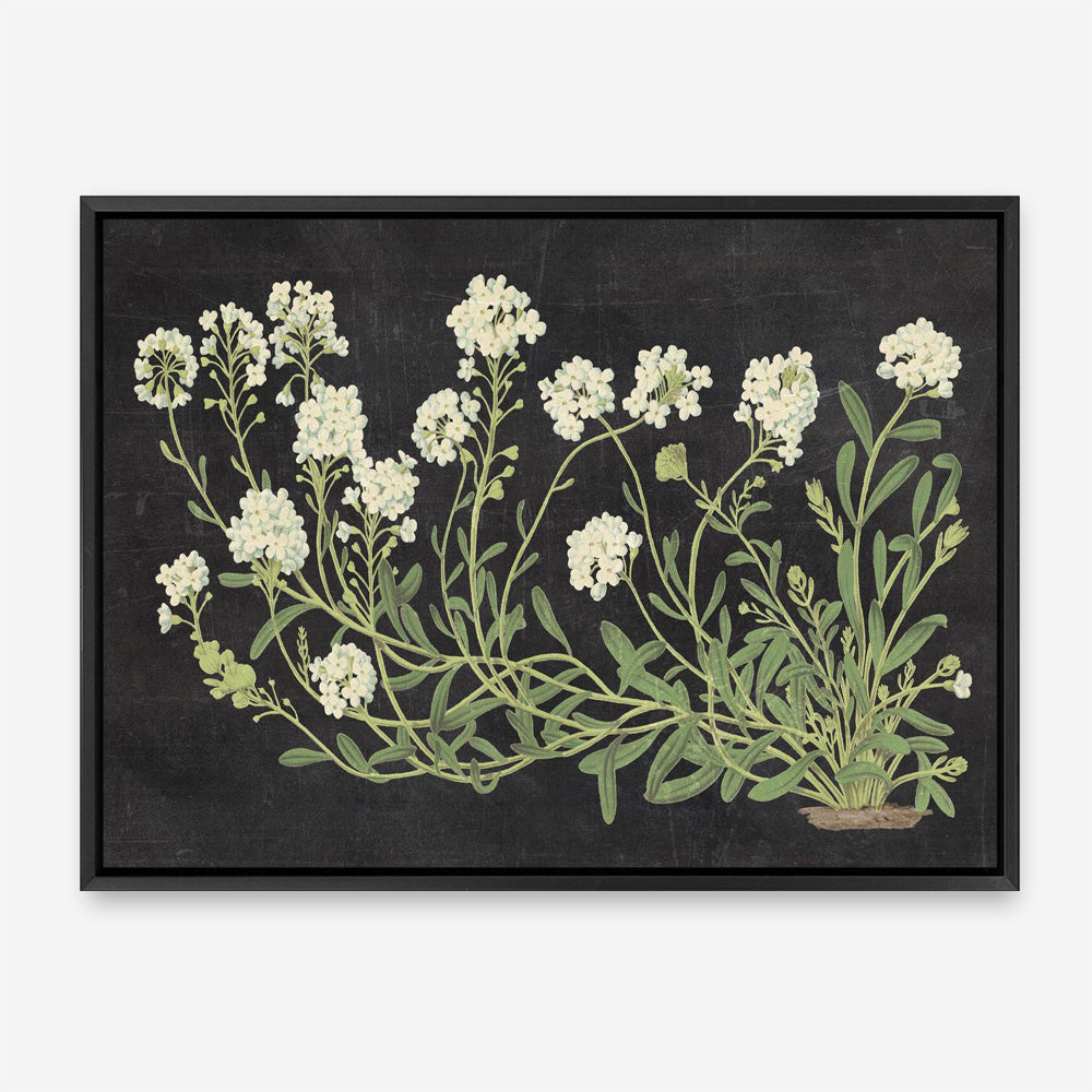 Vintage Flowers on Black Canvas Print