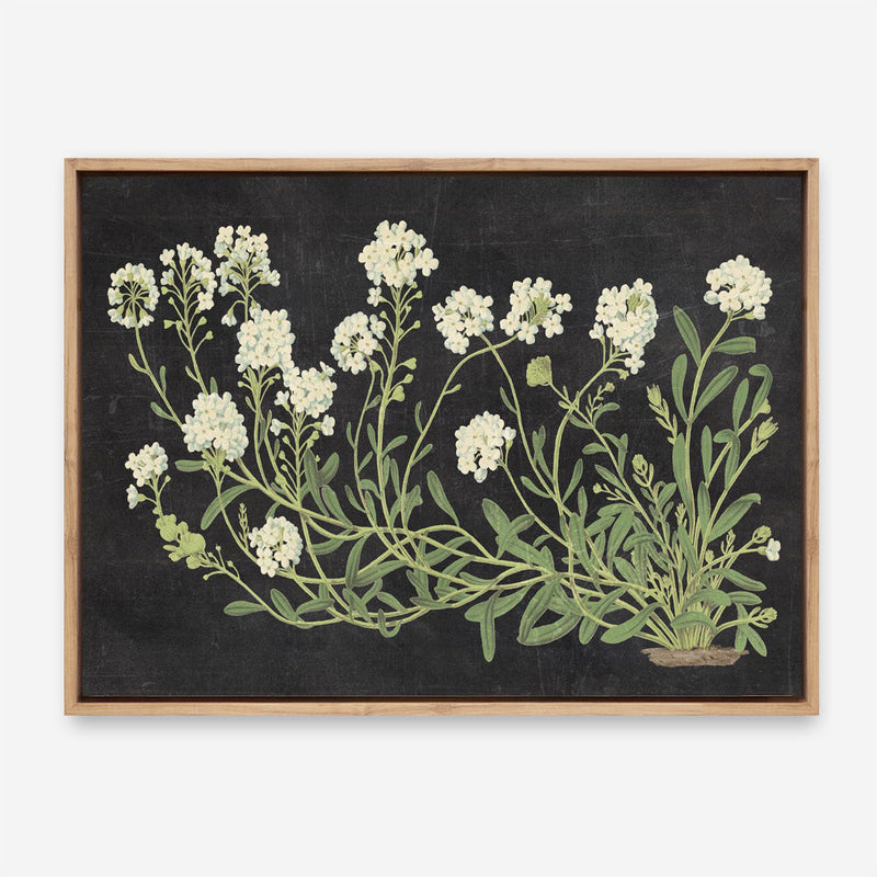 Vintage Flowers on Black Canvas Print