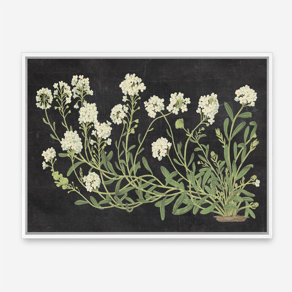 Vintage Flowers on Black Canvas Print