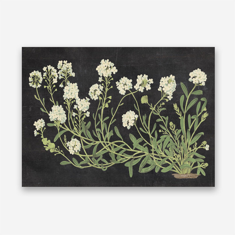 Vintage Flowers on Black Canvas Print