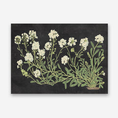 Vintage Flowers on Black Canvas Print