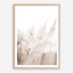 Shop Autumn Pampas Grass Photo Art Print a coastal themed photography wall art print from The Print Emporium wall artwork collection - Buy Australian made fine art poster and framed prints for the home and your interior decor, TPE-1125-AP