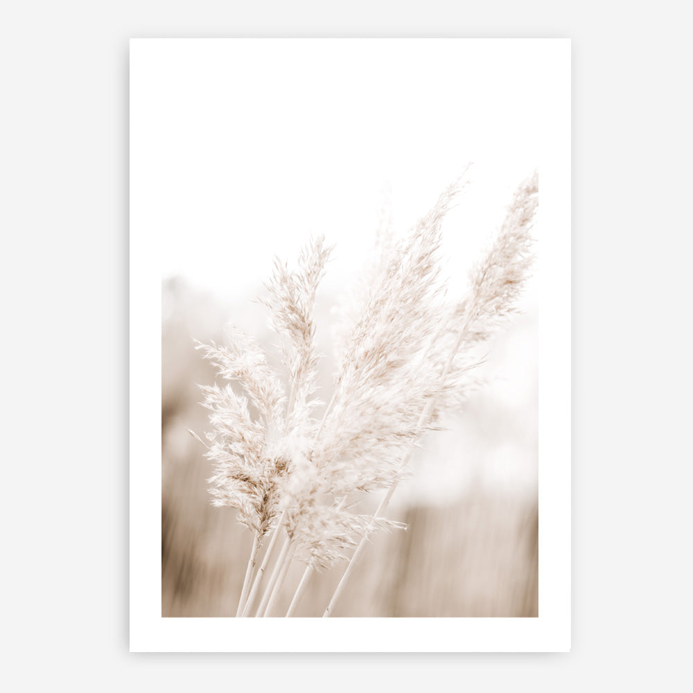 Shop Autumn Pampas Grass Photo Art Print a coastal themed photography wall art print from The Print Emporium wall artwork collection - Buy Australian made fine art poster and framed prints for the home and your interior decor, TPE-1125-AP
