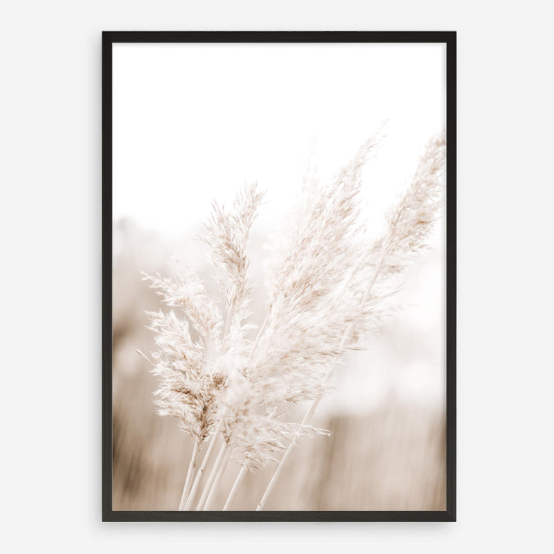 Shop Autumn Pampas Grass Photo Art Print a coastal themed photography wall art print from The Print Emporium wall artwork collection - Buy Australian made fine art poster and framed prints for the home and your interior decor, TPE-1125-AP