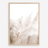 Shop Autumn Pampas Grass Photo Art Print a coastal themed photography wall art print from The Print Emporium wall artwork collection - Buy Australian made fine art poster and framed prints for the home and your interior decor, TPE-1125-AP