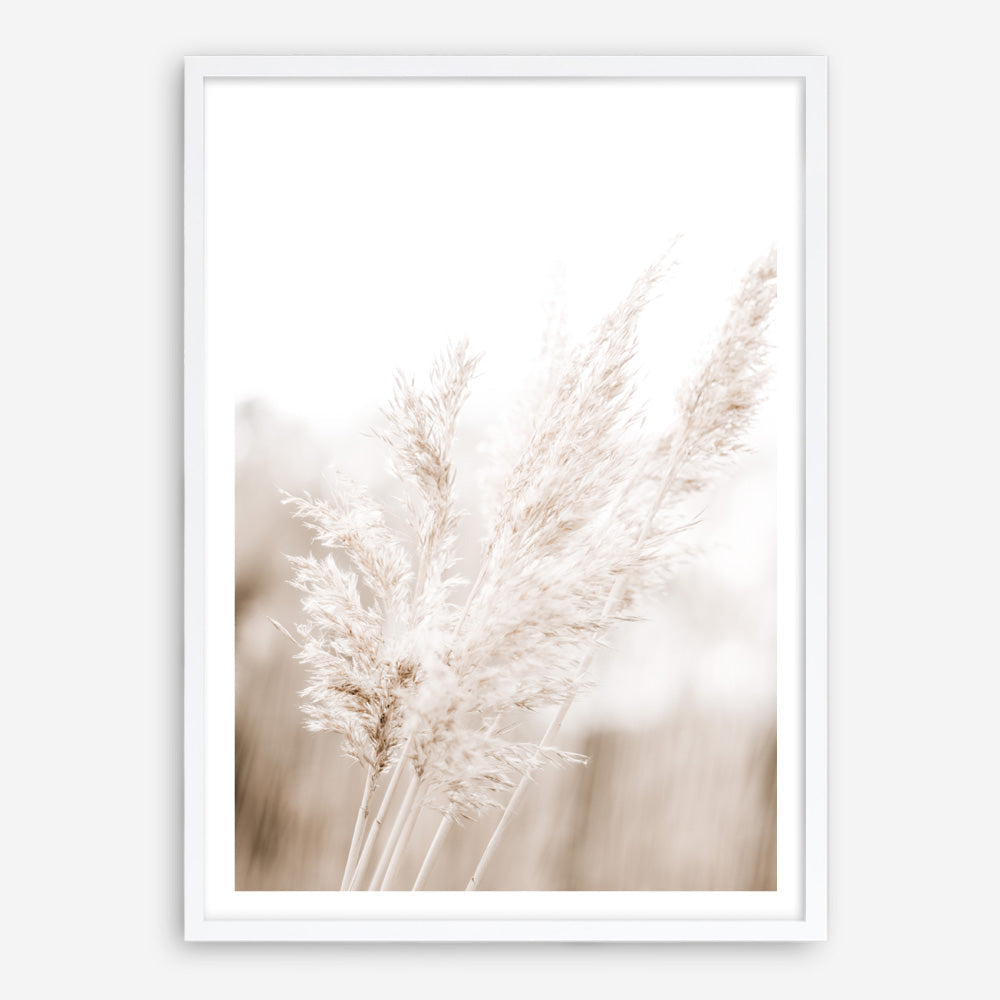 Shop Autumn Pampas Grass Photo Art Print a coastal themed photography wall art print from The Print Emporium wall artwork collection - Buy Australian made fine art poster and framed prints for the home and your interior decor, TPE-1125-AP