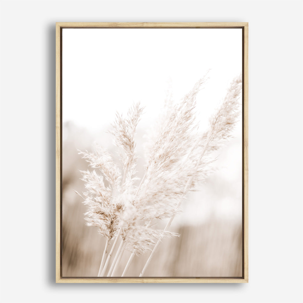 Shop Autumn Pampas Grass Photo Canvas Print a coastal themed photography framed stretched canvas print from The Print Emporium wall artwork collection - Buy Australian made prints for the home and your interior decor space, TPE-1125-CA-35X46-NF