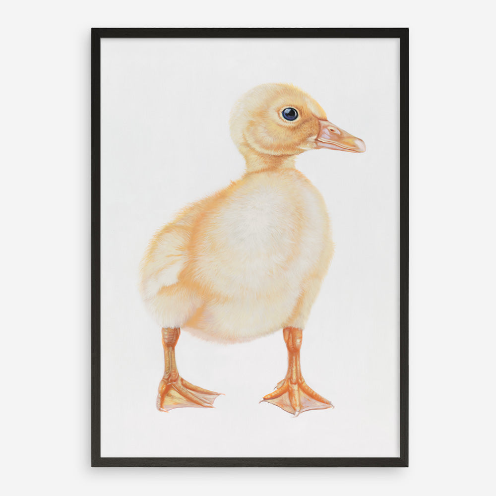 Shop Baby Duckling Art Print a painted adorable baby nursery animal themed wall art print from The Print Emporium wall artwork collection - Buy Australian made fine art painting style poster and framed prints for the home and your interior decor room, TPE-254-AP