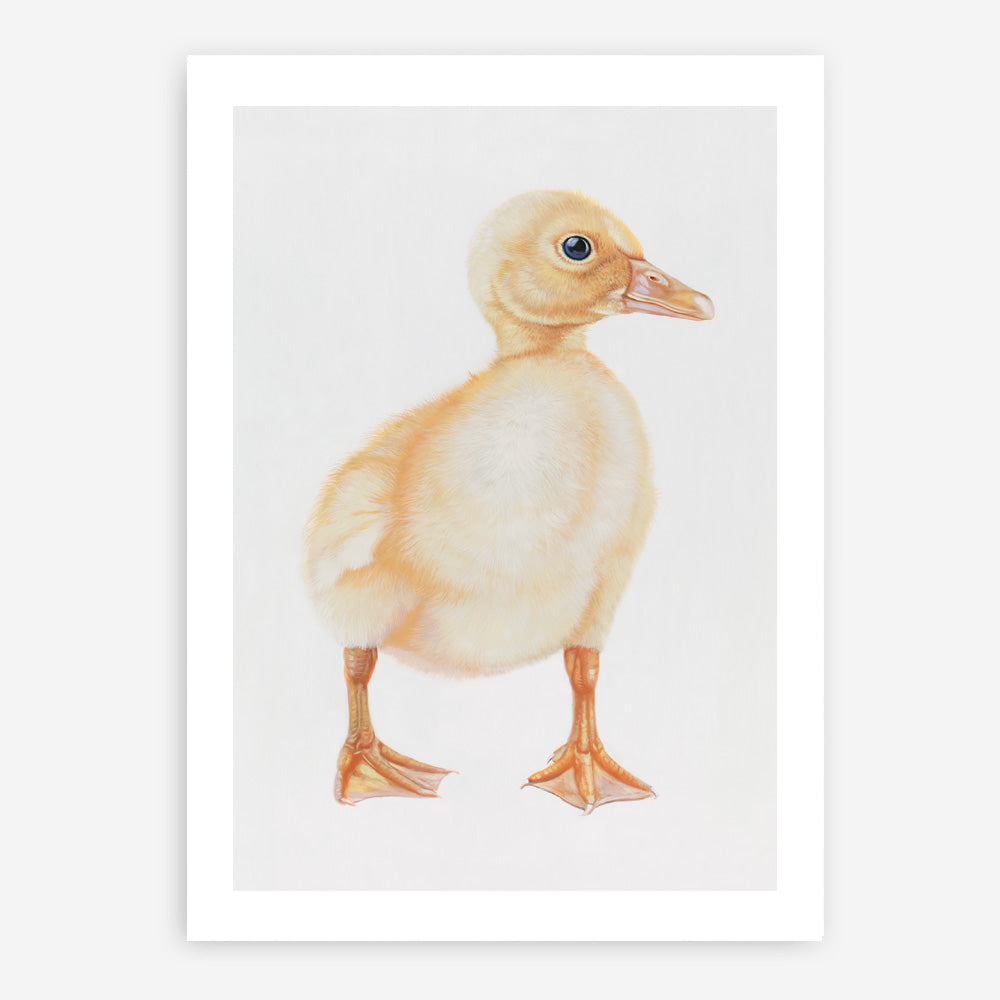 Shop Baby Duckling Art Print a painted adorable baby nursery animal themed wall art print from The Print Emporium wall artwork collection - Buy Australian made fine art painting style poster and framed prints for the home and your interior decor room, TPE-254-AP