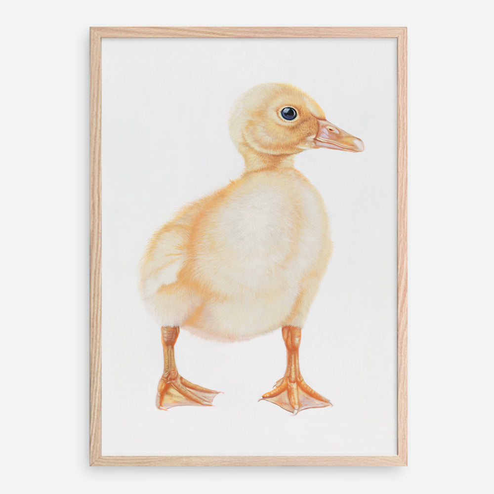 Shop Baby Duckling Art Print a painted adorable baby nursery animal themed wall art print from The Print Emporium wall artwork collection - Buy Australian made fine art painting style poster and framed prints for the home and your interior decor room, TPE-254-AP
