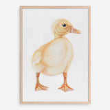 Shop Baby Duckling Art Print a painted adorable baby nursery animal themed wall art print from The Print Emporium wall artwork collection - Buy Australian made fine art painting style poster and framed prints for the home and your interior decor room, TPE-254-AP
