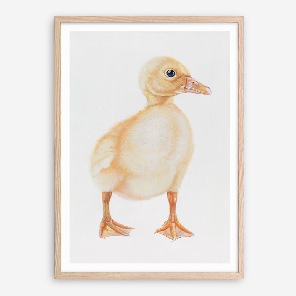 Shop Baby Duckling Art Print a painted adorable baby nursery animal themed wall art print from The Print Emporium wall artwork collection - Buy Australian made fine art painting style poster and framed prints for the home and your interior decor room, TPE-254-AP