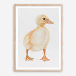 Shop Baby Duckling Art Print a painted adorable baby nursery animal themed wall art print from The Print Emporium wall artwork collection - Buy Australian made fine art painting style poster and framed prints for the home and your interior decor room, TPE-254-AP