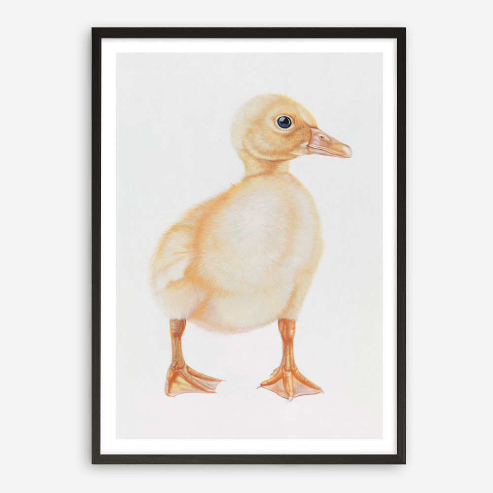 Shop Baby Duckling Art Print a painted adorable baby nursery animal themed wall art print from The Print Emporium wall artwork collection - Buy Australian made fine art painting style poster and framed prints for the home and your interior decor room, TPE-254-AP